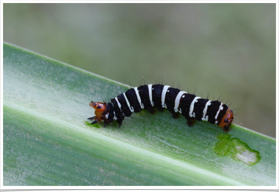 Xanthopastis regnatrix
Convict Caterpillar
Baldwin County, Alabama